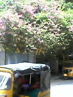 Banaras — Photo 13